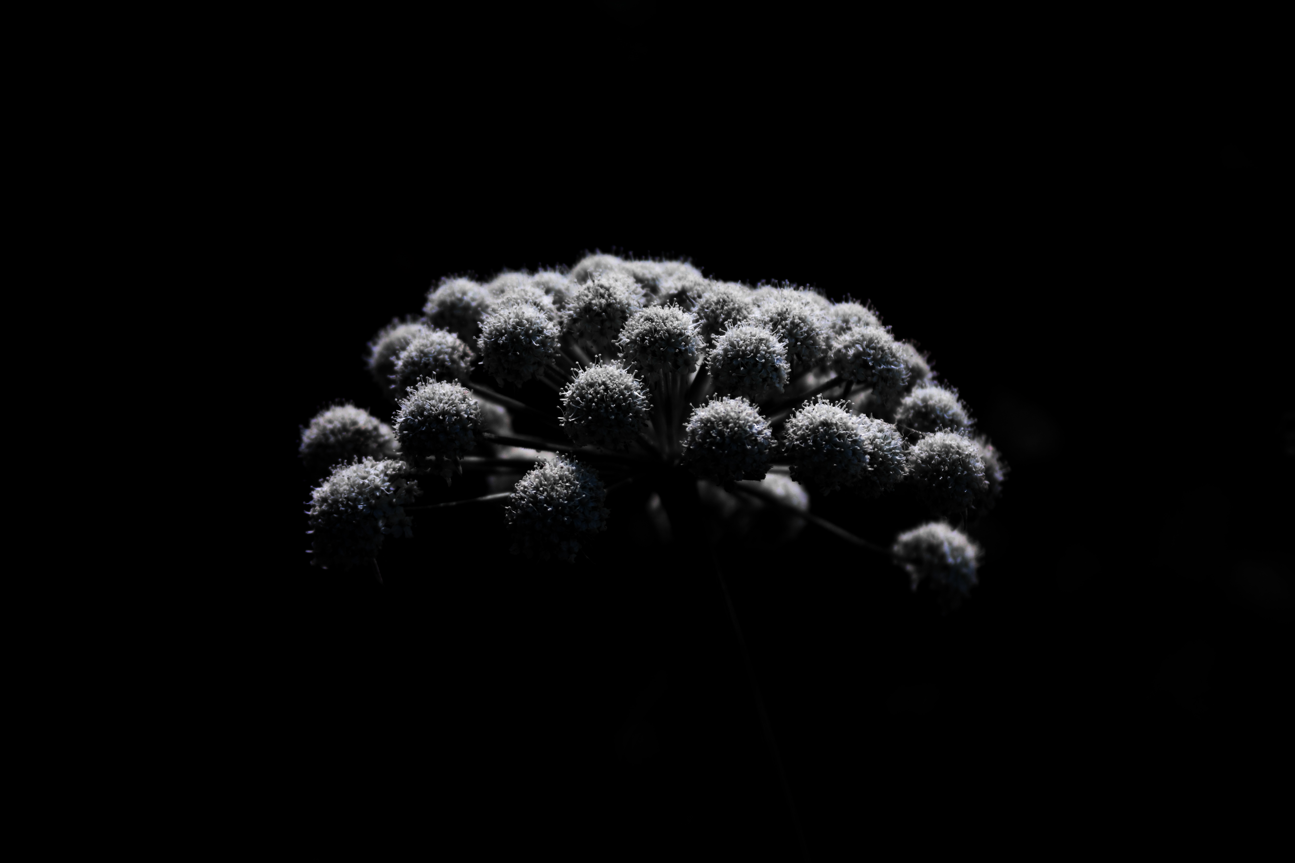 旧金山 野外野花